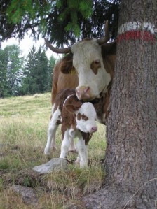 cow-mother-calf-mountains-2