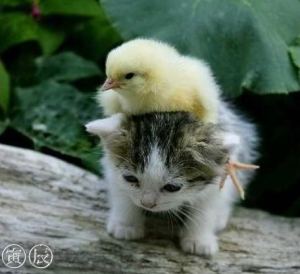 too-cute-bird-and-cat